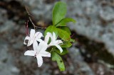 White Azalea