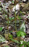 Puttyroot Orchid 1