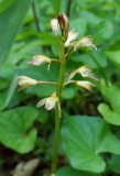Puttyroot Orchid 2