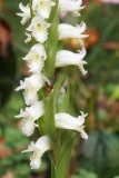 Sweet Scent Ladies Tresses 2