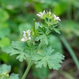 Carolina Geranium 1