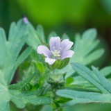 Carolina Geranium 2