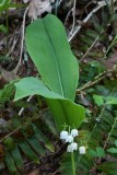 American Lily of the Valley