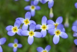 Bluet Flowers