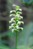 Clubspur Orchid 3
