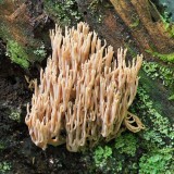Coral Fungus 10