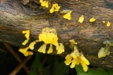 Jelly Fungus