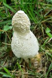 Veiled Mushroom 2