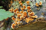 Polypore 2