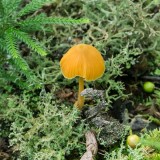 Entoloma sp. 1