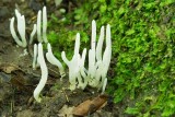 Coral Fungus 11