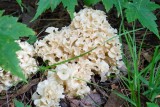 Eastern Cauliflower Mushroom (?)
