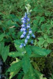 Great Blue Lobelia 2