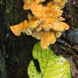 Chicken of the Woods 5