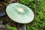 Russula sp. 8