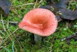 Russula sp. 4