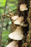 Polypore 6