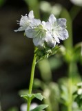 Smallflower Phacelia 2