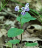 Southern Showy Skullcap 1