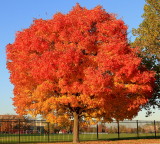 Orange maple tree