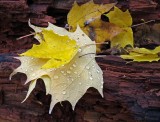 IMG_1947.jpg