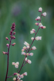 20130526_Country Garden_0241.jpg