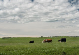 20130627_Alberta_0006.jpg