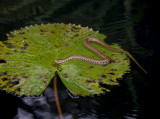 20131004_Hoi An_0013.jpg