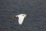 20150430_Bear River_1888.jpg