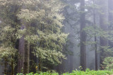 20150629_Redwood_0058.jpg