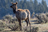 20160420_Yellowstone_0002.jpg