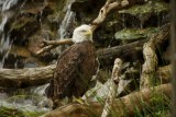 American Bald Eagle 