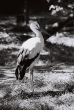 White Stork(?)