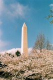 Washington Monument, Cherry Blossoms, 2014