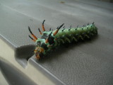 Back home this giant caterpillar greeted us