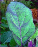 Eggplant Leaf at Dusk