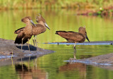 Hamerkop, Scopus umbretta