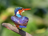 Malachite Kingfisher, Alcedo cristata