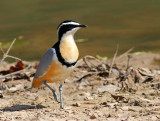 Pluvianus aegyptius, Egyptian Plover