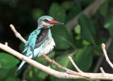 Halcyon senegalensis, Woodland Kingfisher