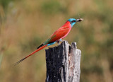 Merops nubicus, Northern Carmine Bee-eater