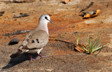 Turtur abyssinicus, Black-billed Wood Dove