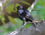 Dicrurus adsimilis, Fork-tailed Drongo