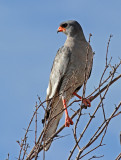 Pale Chanting-goshawk, Melierax canorus