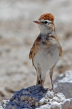 Calandrella cinerea, Red-capped Lark