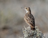 Calendulauda sabota, Sabota Lark (Bradfields Lark)