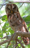 Strix woodfordii, African Wood-owl