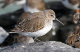 Calidris alpina, Dunlin