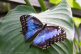Aruba 2014-273.jpg