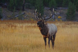 Bull elk in the meadow